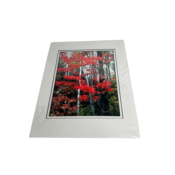 Maples & Birch Nature Photography With Matte For Wall Art By Harry Bowden 14x11” - Picture 3 of 7